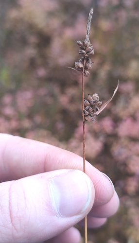 Image of Carex globularis by (c) Yurii Basov, some rights reserved (CC BY)