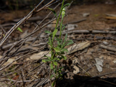 Vittadinia cuneata
