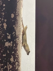 Anolis