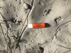 Herpestes pulverulentus