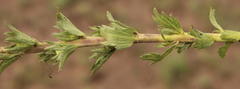 Graderia scabra