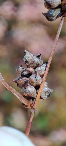 Image of Carex globularis by (c) Yurii Basov, some rights reserved (CC BY)