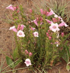 Graderia scabra