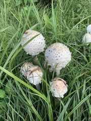 Chlorophyllum