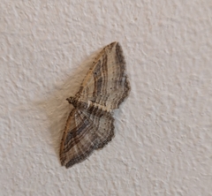 Costaconvexa polygrammata