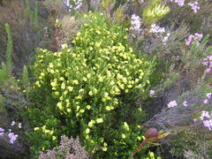 Cyclopia sessiliflora