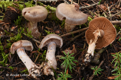 Cortinarius clintonianus