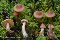 Cortinarius clarobrunneus