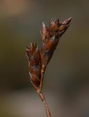 Restio sieberi