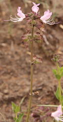 Ocimum obovatum