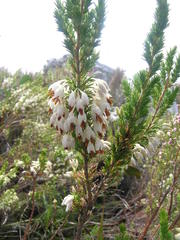 Erica penicilliformis