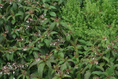 Impatiens radiata