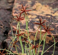 Cyperus rupestris rupestris
