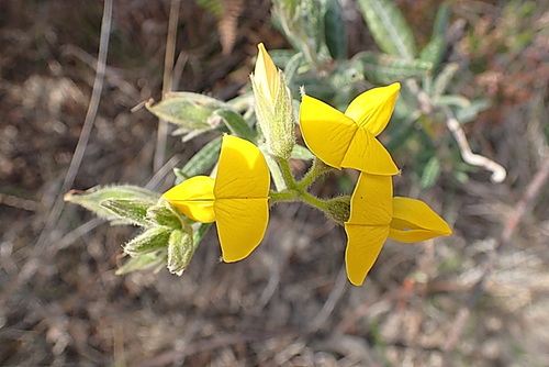 Image of Rhynchosia leucoscias by no rights reserved