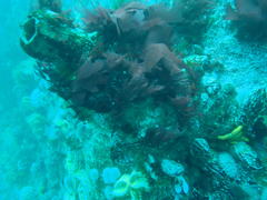 Pyura stolonifera