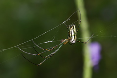 Leucauge blanda