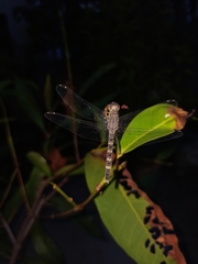 Bradinopyga geminata