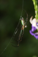 Leucauge blanda