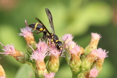 Apodynerus formosensis