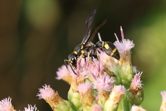 Apodynerus formosensis