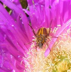 Lepithrix pseudolineata