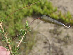 Aspalathus biflora longicarpa