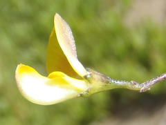 Aspalathus biflora longicarpa