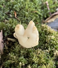 Helvella lactea