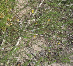 Aspalathus biflora longicarpa