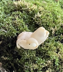 Helvella lactea
