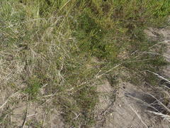 Aspalathus biflora longicarpa