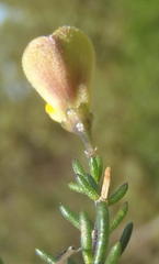 Aspalathus biflora longicarpa