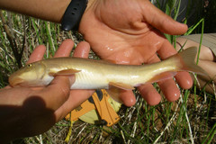 Pantosteus discobolus