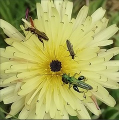 Oedemera flavipes