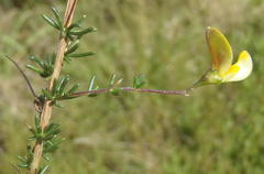 Aspalathus biflora longicarpa