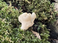 Helvella lactea