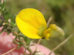 Aspalathus biflora longicarpa