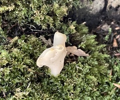 Helvella lactea