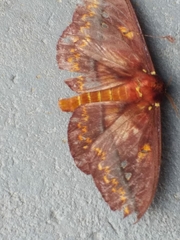 Procitheronia principalis