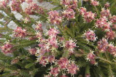 Passerina quadrifaria