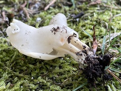 Helvella lactea