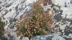 Passerina quadrifaria