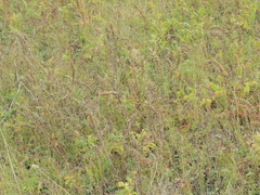 Melampyrum argyrocomum