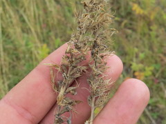 Melampyrum argyrocomum