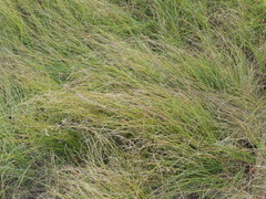 Carex praecox