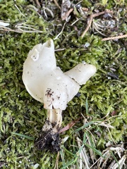 Helvella lactea