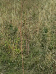 Peucedanum alsaticum