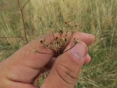 Peucedanum alsaticum