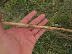 Peucedanum alsaticum