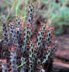 Euphorbia aeruginosa